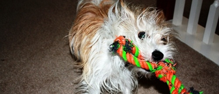 Illustration for article titled Shooting Challenge Pets Gallery 7